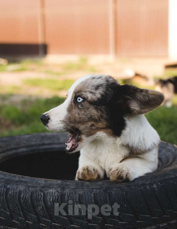 Собаки в Воскресенске: Щенки корги кардиган Мальчик, 50 000 руб. - фото 4