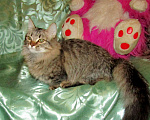 Кошки в Оленегорске: Котик короткие лапки, 10 000 руб. - фото 5