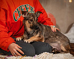 Собаки в Москве: Коротколапик Тэджи (10 кг) ищет дом Девочка, Бесплатно - фото 2