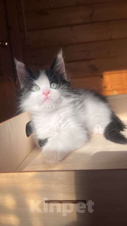 Кошки в Ярославле: Мальчик ранее бронирование Мальчик, Бесплатно - фото 3