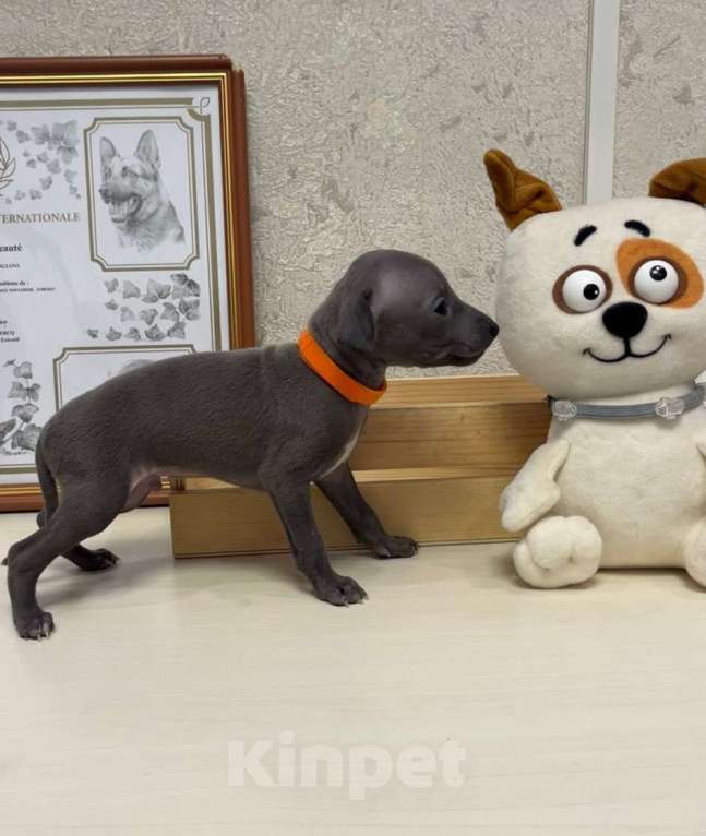 Собаки в Великом Новгороде: щенок левретки Мальчик, 90 000 руб. - фото 1