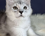 Кошки в Москве: Котенок мейн-кун Мальчик, Бесплатно - фото 1