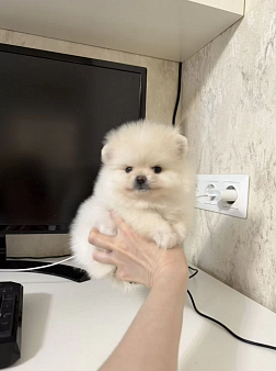 Объявление: Малышка, 30 000 руб., Москва