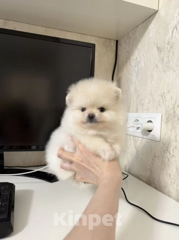 Собаки в Москве: Малышка Девочка, 30 000 руб. - фото 1