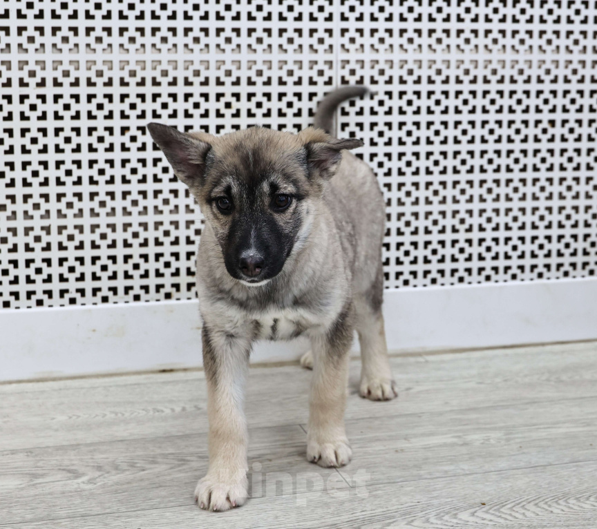 Собаки в Москве: Щенки бесплатно в Москве Девочка, Бесплатно - фото 4