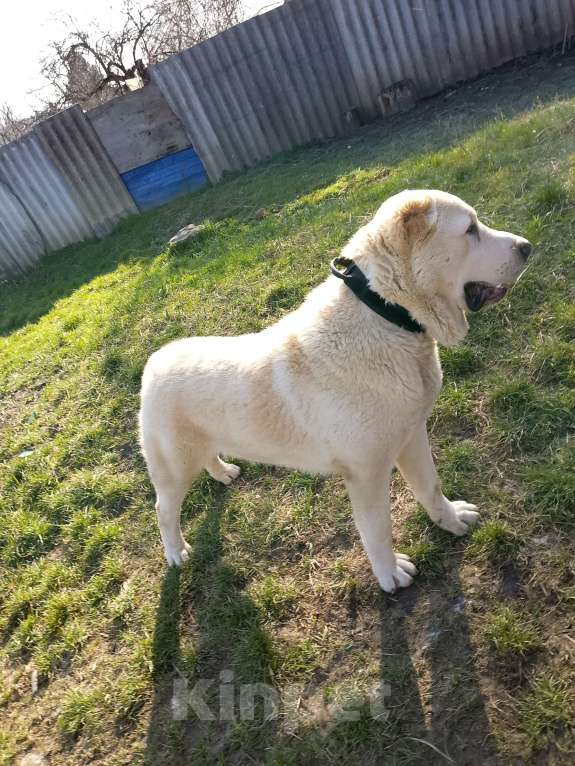 Собаки в других городах Краснодарского края: Алабай (САО) Мальчик, Бесплатно - фото 4