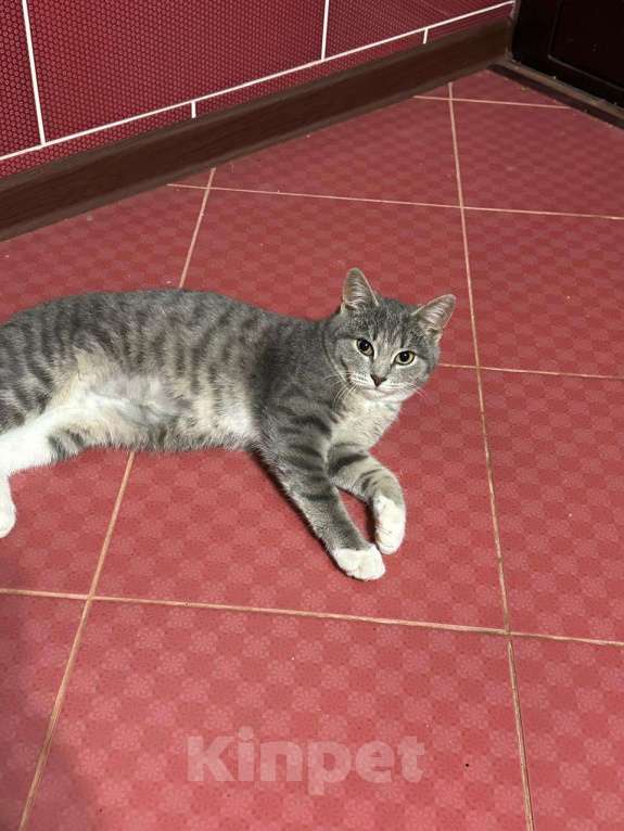 Кошки в Москве: Кошечка Ася в добрые руки Девочка, Бесплатно - фото 2