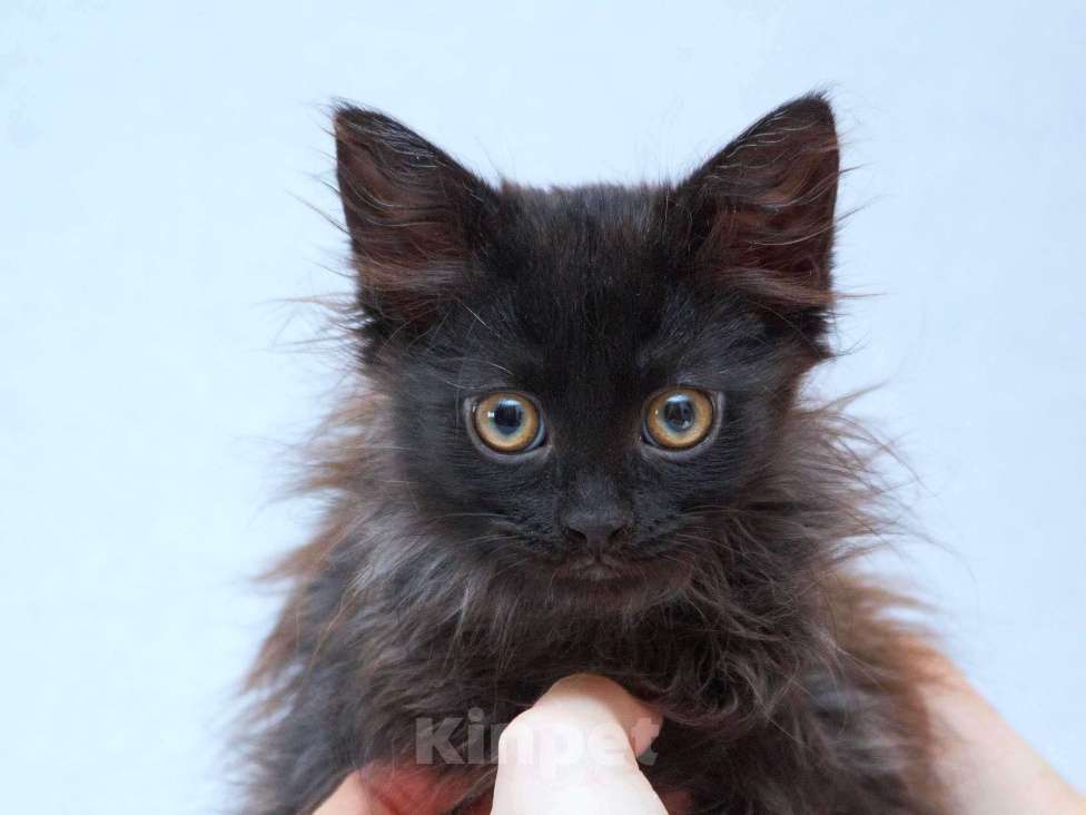 Кошки в Москве: Три пушистых котёнка в добрые руки Девочка, Бесплатно - фото 3