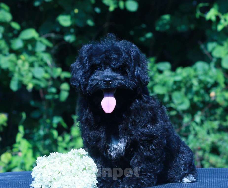 Собаки в Москве: мальтипу Ф1 щенки девочки Девочка, 90 000 руб. - фото 6