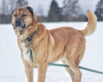 Собаки в Наро-Фоминске: Панчо: для тех, кто любит размах, размер и рыжих Мальчик, Бесплатно - фото 4
