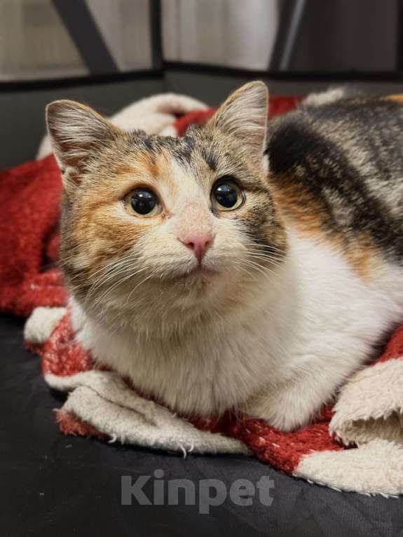 Кошки в Москве: Ирис ищет дом ‼️ Девочка, Бесплатно - фото 2