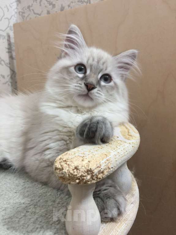 Кошки в Санкт-Петербурге: Невский маскарадный котёнок Мальчик, 45 000 руб. - фото 3