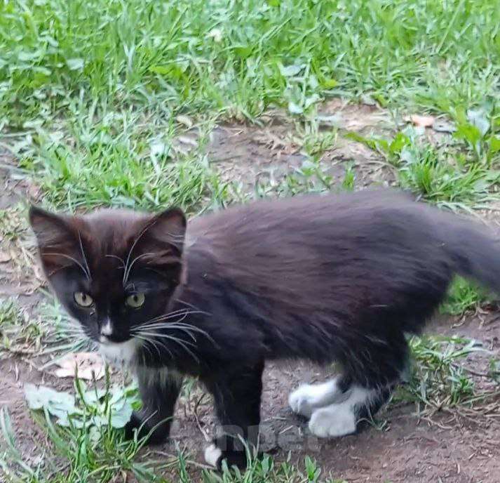 Кошки в Москве: Котята ищут дом Девочка, Бесплатно - фото 1