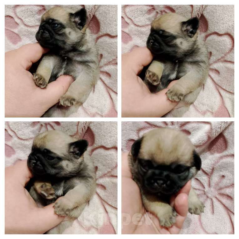 Собаки в Волгограде: Шенки мопс  Девочка, 25 000 руб. - фото 2