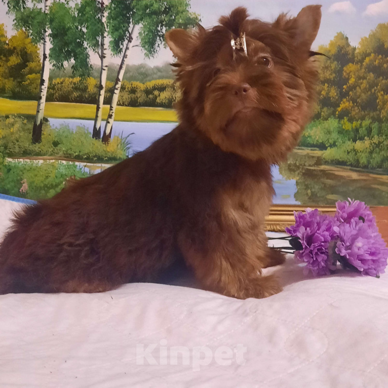 Собаки в Набережных Челнах: Лёвушка Мальчик, 40 000 руб. - фото 3