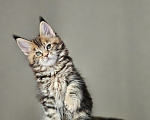 Кошки в Домодедово: Девочка мейн-кун Девочка, 50 000 руб. - фото 7