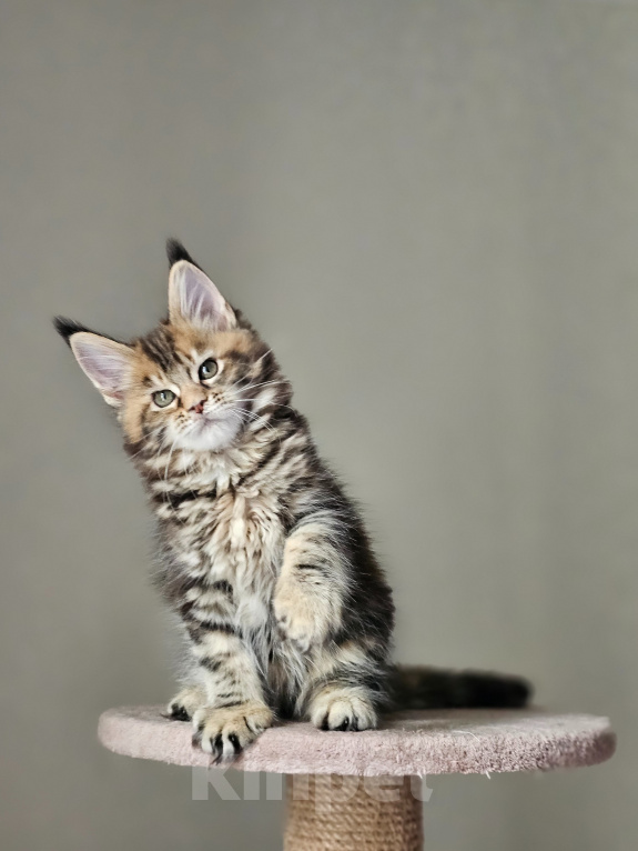 Кошки в Домодедово: Девочка мейн-кун Девочка, 50 000 руб. - фото 7