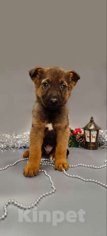 Собаки в Москве: 7 очаровательных щенят в дар Мальчик, 1 руб. - фото 3