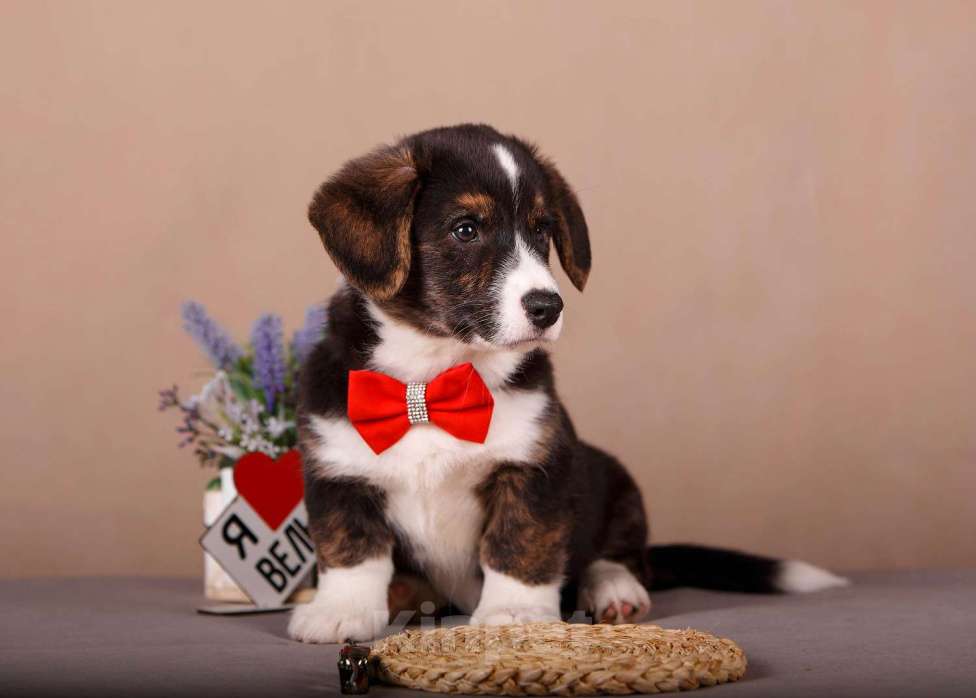 Собаки в других городах Ленинградской области: Триколорный мальчик вельш корги кардиган  Мальчик, 60 000 руб. - фото 2