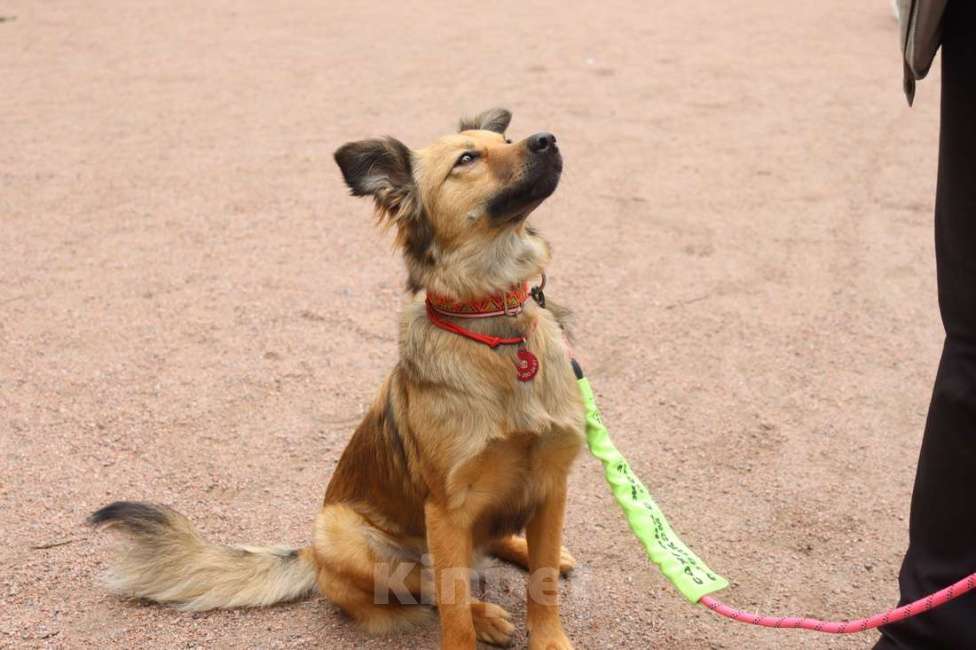 Собаки в Санкт-Петербурге: Хорошенькая небольшая собачка ищет дом Девочка, Бесплатно - фото 2