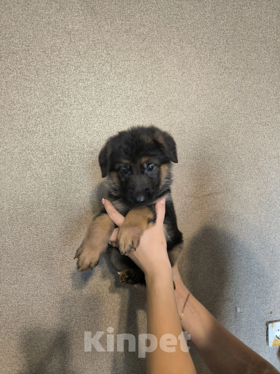 Собаки в Самаре: Щенки немецкой овчарки Девочка, 15 000 руб. - фото 5