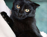 Кошки в Москве: Черный вислоухий котенок ищет дом Мальчик, Бесплатно - фото 1