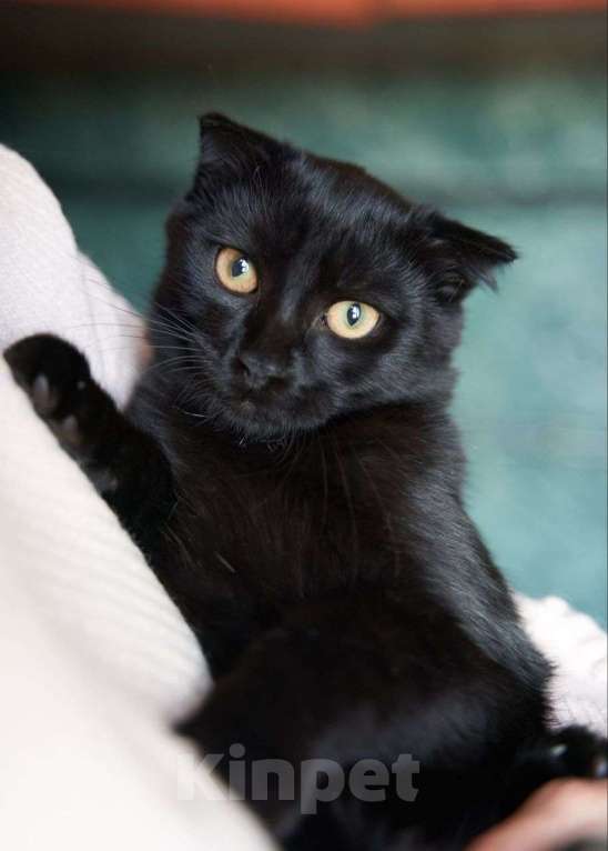 Кошки в Москве: Черный вислоухий котенок ищет дом Мальчик, Бесплатно - фото 1