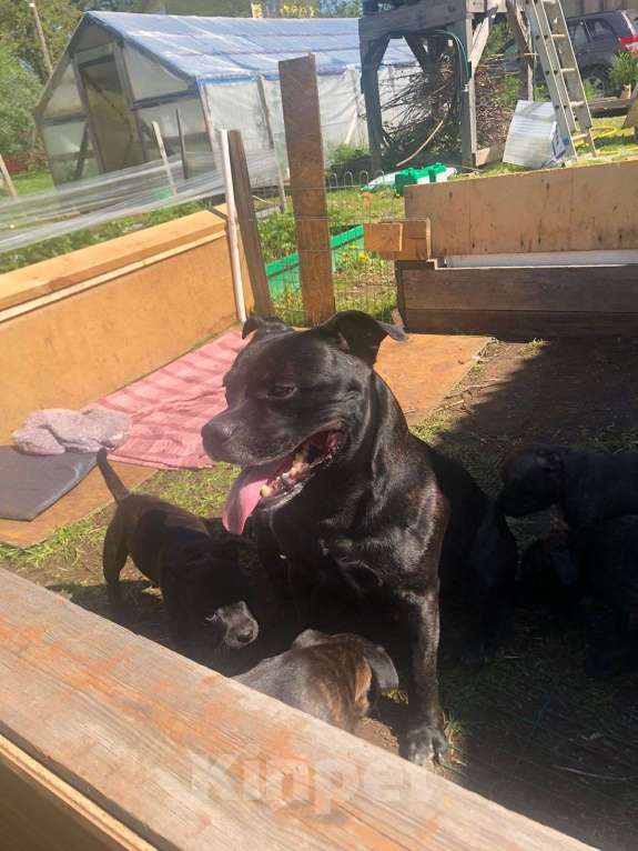 Собаки в Санкт-Петербурге: Щенки Английский стаффордширский бультерьер, девочка Девочка, 50 000 руб. - фото 3