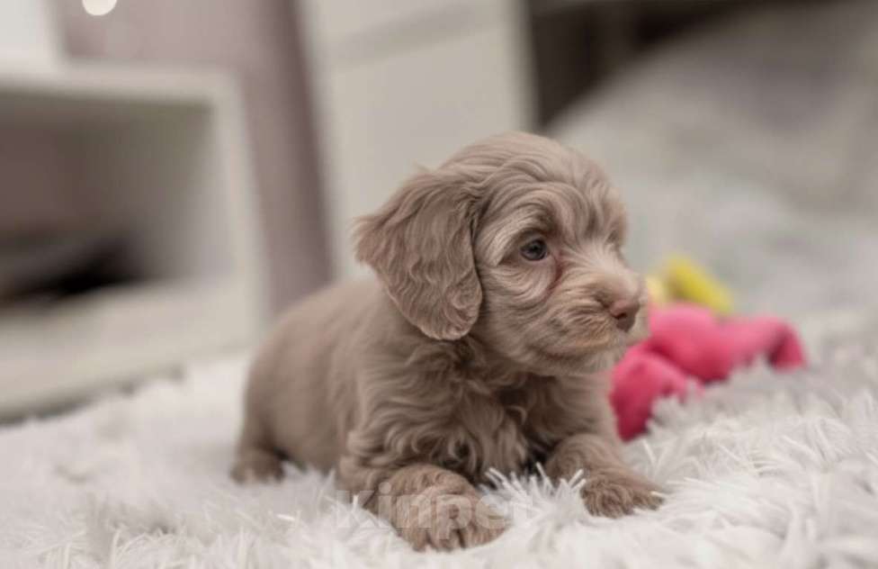 Собаки в Москве: Мальтипу F1 премиум мини Корея Мальчик, 150 000 руб. - фото 1