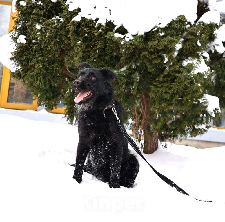 Собаки в Москве: Собака бесплатно Москва Мальчик, Бесплатно - фото 3