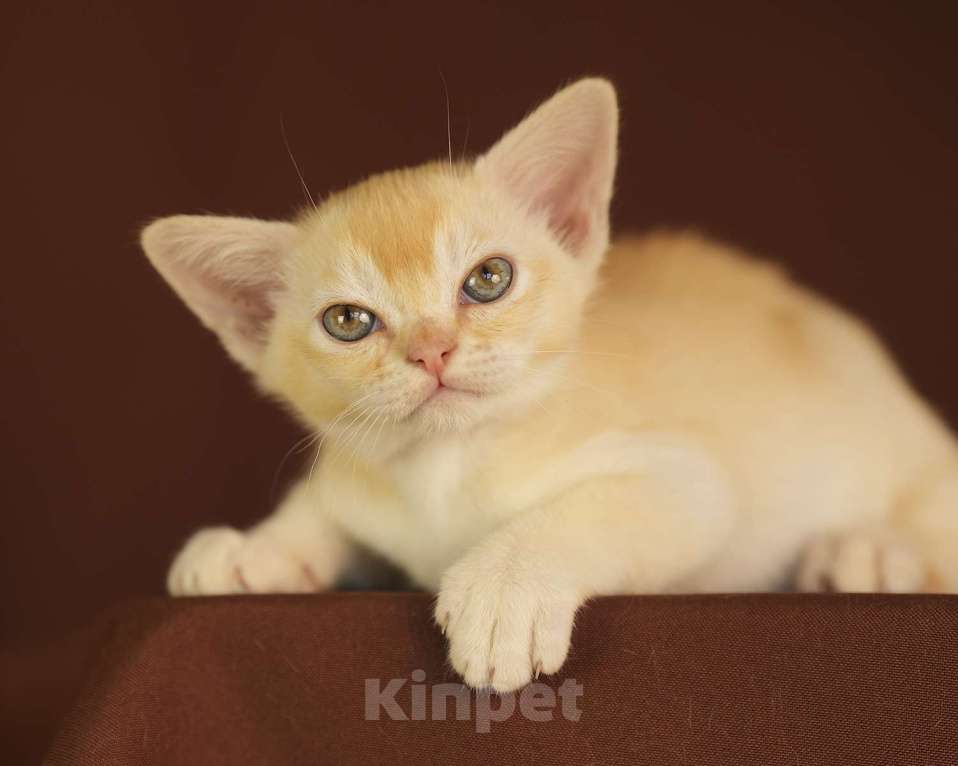 Кошки в Москве: Рыжий бурманский котик Мальчик, 100 000 руб. - фото 5