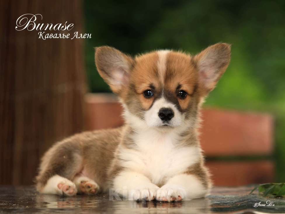 Собаки в других городах Московской области: Бунасе Кавалье Ален Мальчик, 40 000 руб. - фото 2