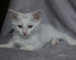 Кошки в Голицыно: Котята в поиске дома Девочка, Бесплатно - фото 2