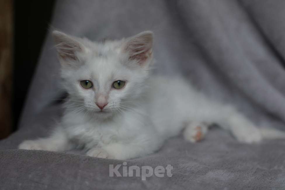 Кошки в Голицыно: Котята в поиске дома Девочка, Бесплатно - фото 2