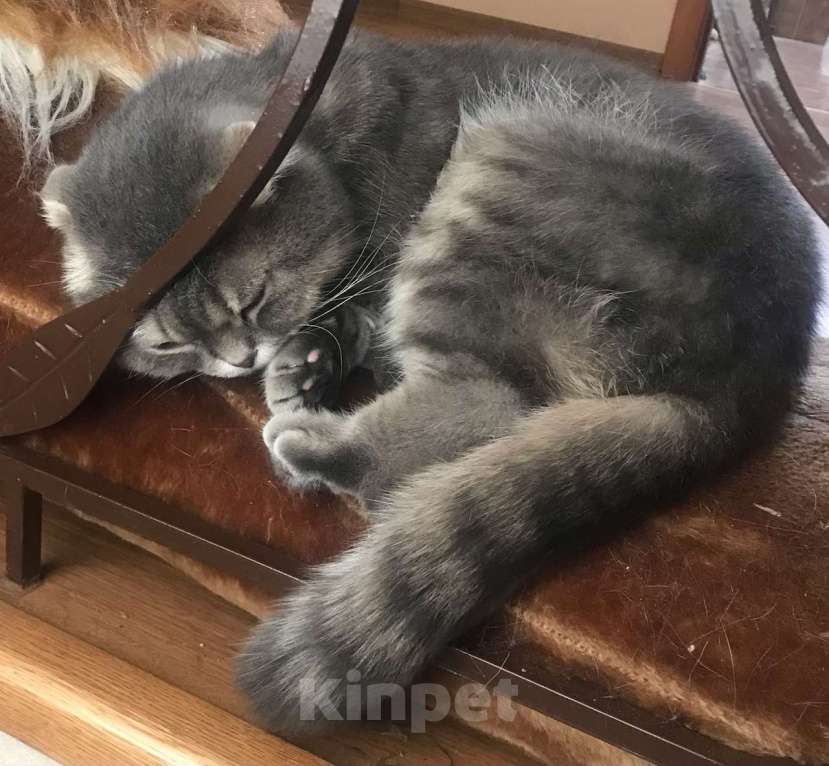 Кошки в Ростове-на-Дону: Пропал серый кот Мальчик, 5 000 руб. - фото 3