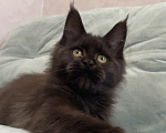 Кошки в Иркутске: Котенок мейн-кун Девочка, 15 000 руб. - фото 5