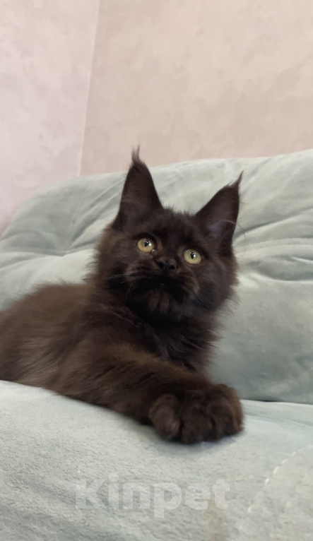 Кошки в Иркутске: Котенок мейн-кун Девочка, 15 000 руб. - фото 5