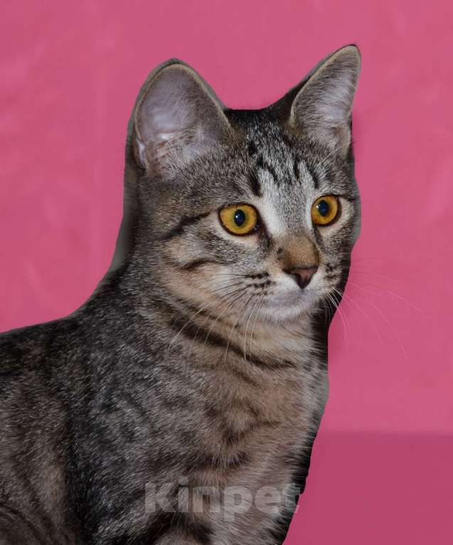 Кошки в Москве: Полосатый котенок Мия в добрые руки Девочка, 1 руб. - фото 3