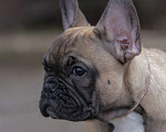 Собаки в Москве: Щенки французского бульдога Мальчик, 80 000 руб. - фото 3