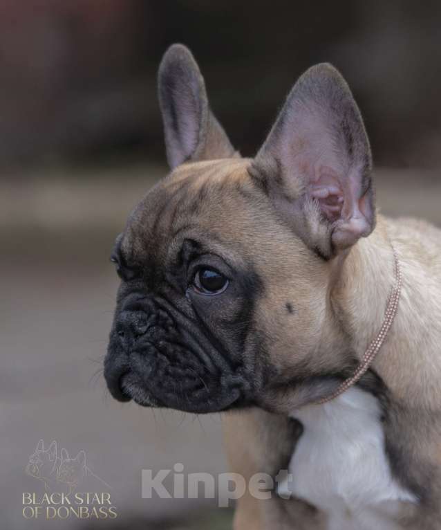 Собаки в Москве: Щенки французского бульдога Мальчик, 80 000 руб. - фото 3