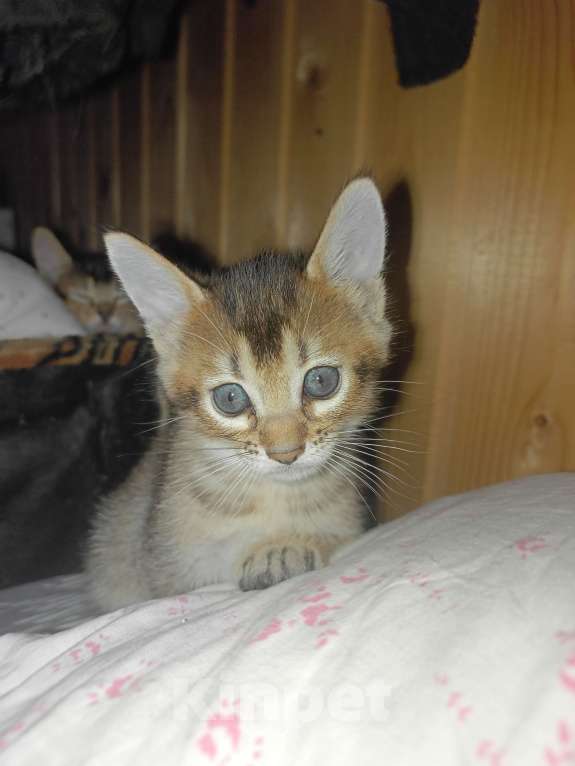 Кошки в Санкт-Петербурге: Котята Чаузи Ф-3 Девочка, 30 000 руб. - фото 4