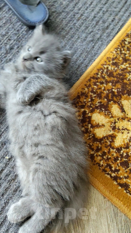 Кошки в других городах Краснодарского края: Котята британской породы Мальчик, 5 000 руб. - фото 9