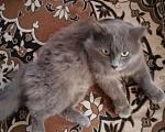 Кошки в Казани: Пропал кот Мальчик, 1 руб. - фото 1