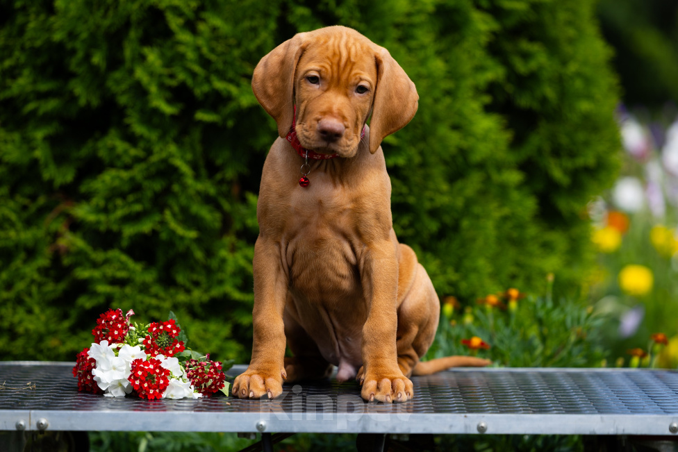 Собаки в Екатеринбурге: Щенок венгерской выжлы. Кобель. 2.5 месяца Мальчик, 100 000 руб. - фото 1