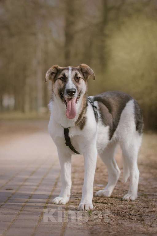Собаки в Москве: Щенок Холли ищет дом Девочка, Бесплатно - фото 1