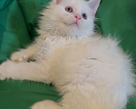 Кошки в Москве: Белый мальчик полидакт Мальчик, 50 000 руб. - фото 2