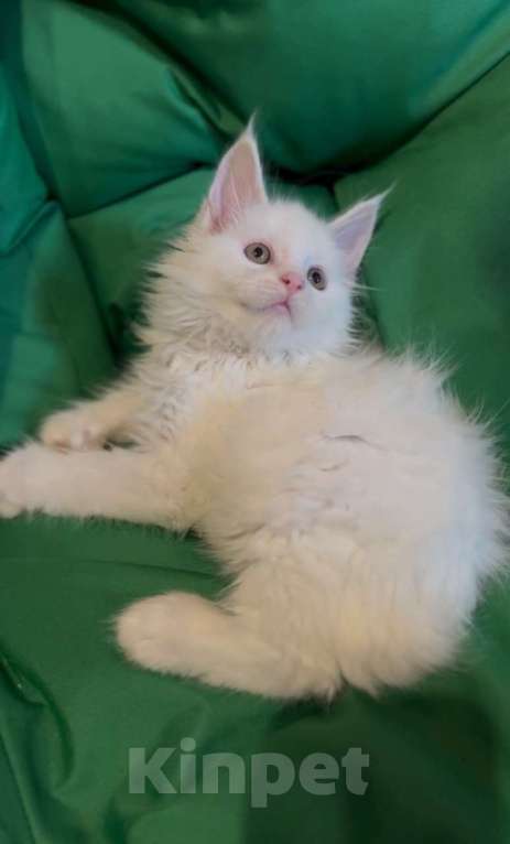 Кошки в Москве: Белый мальчик полидакт Мальчик, 50 000 руб. - фото 2