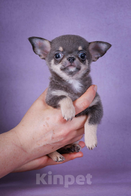 Собаки в Москве: Голубой малышок Мальчик, 65 000 руб. - фото 4