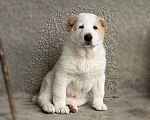 Собаки в Сочи: Щенки среднеазиатской овчарки, 40 000 руб. - фото 4