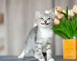 Кошки в Москве: 3 очаровательных разноцветных котенка в дар Мальчик, Бесплатно - фото 4